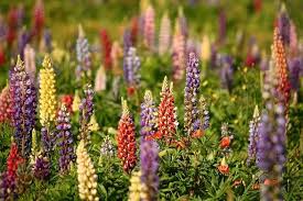 Lupinenmehl Proteinreicher Soja Und Fleischersatz Gutemehle Kolibri Pflanzen Bauerngarten Blumensamen