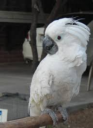 As it turns out, the traits that make us fall in love with cockatoos are the same ones that cause their behavior problems and land them in rescues everywhere. Umbrella Cockatoo For Sale