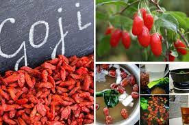 Goji berry merupakan salah satu buah yang memiliki begitu banyak manfaat untuk kesehatan. 34 Sebab Kenapa Perlu Makan Buah Goji Ni Banyak Khasiat Bukan Setakat Nak Gebu Jer