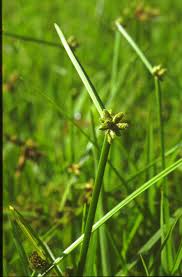 Image result for Schoenoplectiella mucronata