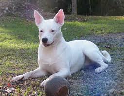 Look at pictures of australian kelpie puppies who need a home. Australian Kelpie Breed Info And Care