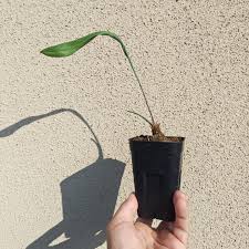 Image result for Eriospermum abyssinicum