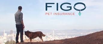 A house just isn't a home without a pet. Pet Insurance Gaffney Insurance Agency