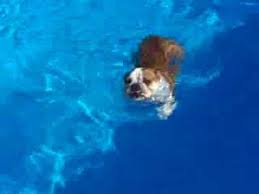 , but they are top heavy and those that can swim. Swimming Bulldog Youtube