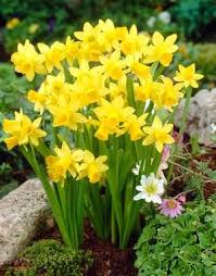 Narcissus Cyclamineus Tete A Tete Flores Exoticas Plantas Con Flores Flores Amarillas