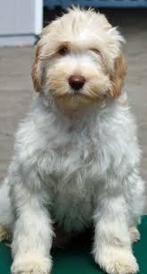 ,non shedding dogs,service dogs,labradoodle breeders in oregon. Meet Darla Our Newest Member Fernridge Labradoodles Medium Carmel Ice Color She S A Heart Breaker Cute Animals Labradoodle Furry Friend