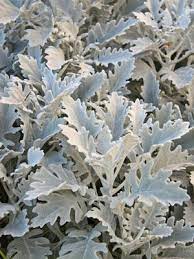 How To Grow And Harvest Dusty Miller Dusty Miller Silver Plant Small Yellow Flowers