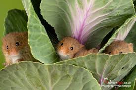 Aailable as a greeting card here: One Photographer S Colorful Close Up Shots Of Harvest Mice Are Beautiful