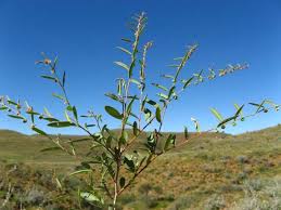 Image result for Phyllanthus maderaspatensis