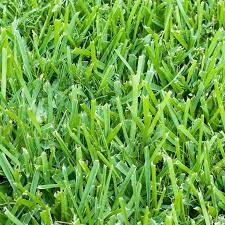 Pin By Bassma Ayman On Greenary Grass Plugs St Augustine Grass Grass Care
