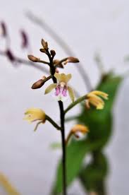 Image result for Oeceoclades maculata