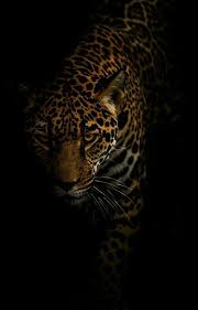 Leopar 2020 Buyuk Kediler Hayvanlar Hayvan Fotografciligi