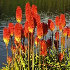 Image result for Kniphofia princeae