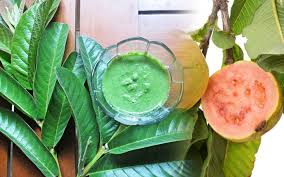 Khasiat daun jambu biji yang mengandung minyak atsiri, dipercaya dapat membantu membuang racun dari dalam tubuh, terutama pada usus dan khasiat daun jambu biji juga dapat digunakan untuk mengobati berbagai masalah alergi. 6 Manfaat Daun Jambu Biji Untuk Mengobati Diare Hingga Kanker