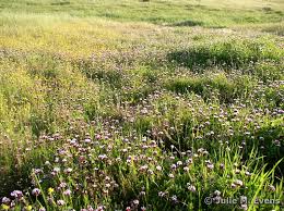 Image result for Trifolium polystachyum