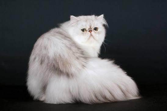 Persian - Shaded Silver Cats | Cat Breeds