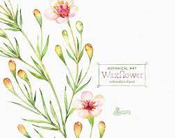 Waxflower Botanical Art Watercolor Floral Elements Etsy Botanical Art Floral Watercolor Art