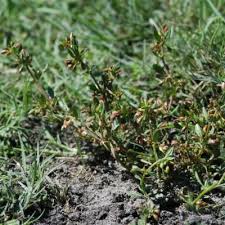 Image result for Hypertelis bowkeriana