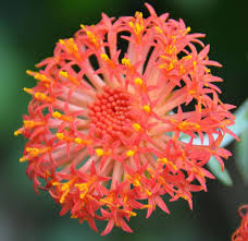 Image result for Emilia abyssinica