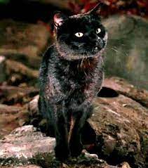 Sylvester is one of the most truly terrific famous black and white cat names. 15 Famous Black Cat Names In Movies Cat Names Cute Animals Funny Animals