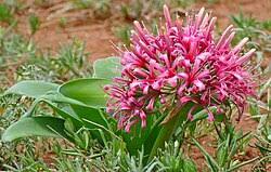 Image result for Ammocharis tinneana