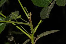 Image result for Brucea antidysenterica