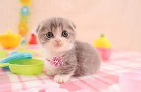 pin em gatos