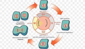 Interphase, which appears to the eye to be a resting stage between cell divisions, is actually a period of diverse activities. G1 Phase G2 Phase Cell Cycle Mitosis Interphase Png 587x477px G1 Phase Area Biology Brand Cell