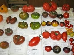 когда сеять помидоры на рассаду по лунному календарю 2019 Moya Ekspoziciya Na Vystavke Moskovskogo Obshestva Ispytatelej Prirody Dary Sadov I Vinogradnikov Podmoskovya 2016 Goda Vegetables Tomato Food