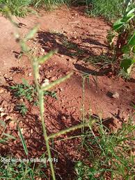 Image result for Moorochloa eruciformis