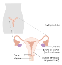 If an ovum is produced but not fertilized and implanted in the uterine wall, the reproductive cycle resets itself through menstruation. File Diagram Showing The Parts Of The Female Reproductive System Cruk 327 Svg Wikimedia Commons
