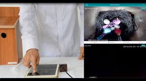 How To Connect The Wifi Bird Box Camera To Mobile App Youtube