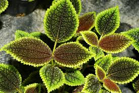 Image result for Pilea sublucens