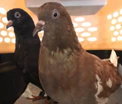 We are a 501c3 organization, run soley by volunteers and mainly funded by donations. Chocolate And Tiramisu Are The Perfect Chicago Pigeon Pets Rescue Facebook