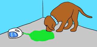 In our feline friends, one teaspoon of antifreeze is extremely toxic, and if left untreated can be deadly. Important Signs Of Antifreeze Poisoning In Dogs Littlethings Com