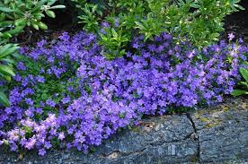 Campanula Carpatica Tussock Bellflower Edible Flowers Slightly Sweet Chewy Leaves Plants Shade Garden Plants Edible Landscaping