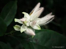 Image result for Whitfieldia brazzae