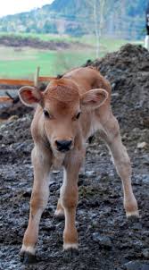 Simplicity Is Happiness Animals Animals Beautiful Baby Cows