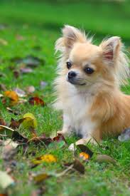 Longhair Chihuahua Lying In Grass Looking At Autumn Leaves On The Ground Chihuahua Dogs Funny Long Haired Chihuahua Puppies Chihuahua Dogs Clothes