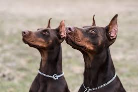 How do you post doberman ears? How To Crop Dog Ears At Home Healthy Homemade Dog Treats