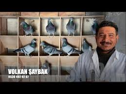 Yaris Posta Guvercini Hakkinda Hersey Posta Guvercinleri Volkan Saybak 2020 Volkanlar