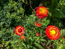 Image result for Helichrysum brassii