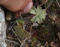 Image result for Pelargonium alchemilloides