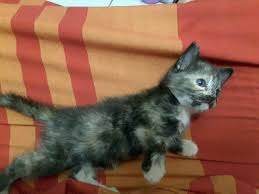 Jadual shah alam doa islam, subuh, tengah hari, petang, maghribi dan makan malam. Assalam Lokasi Subang Shah Alam No Malaysian Cats Free Adoption Kucing Diberi Secara Percuma Facebook