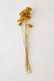 Dried Yarrow Bunch Blue Aesthetic Dried Bouquet Dried Flowers