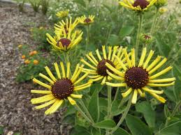 Image result for Ottelia kunenensis