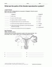 Popular female parts of good quality and at affordable prices you can buy on aliexpress. What Are The Parts Of The Female Reproductive System Human Body Printable 6th 12th Grade Teachervision