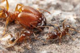 You will initially notice more ants as they form lines to the bait source, but do not disturb these lines once you have set the bait. The Making Of Soldier Ants Eurekalert Science News