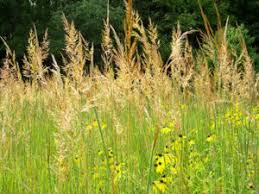 Image result for Sorghastrum