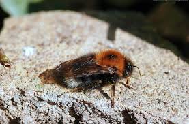 Image result for Bombus hypnorum